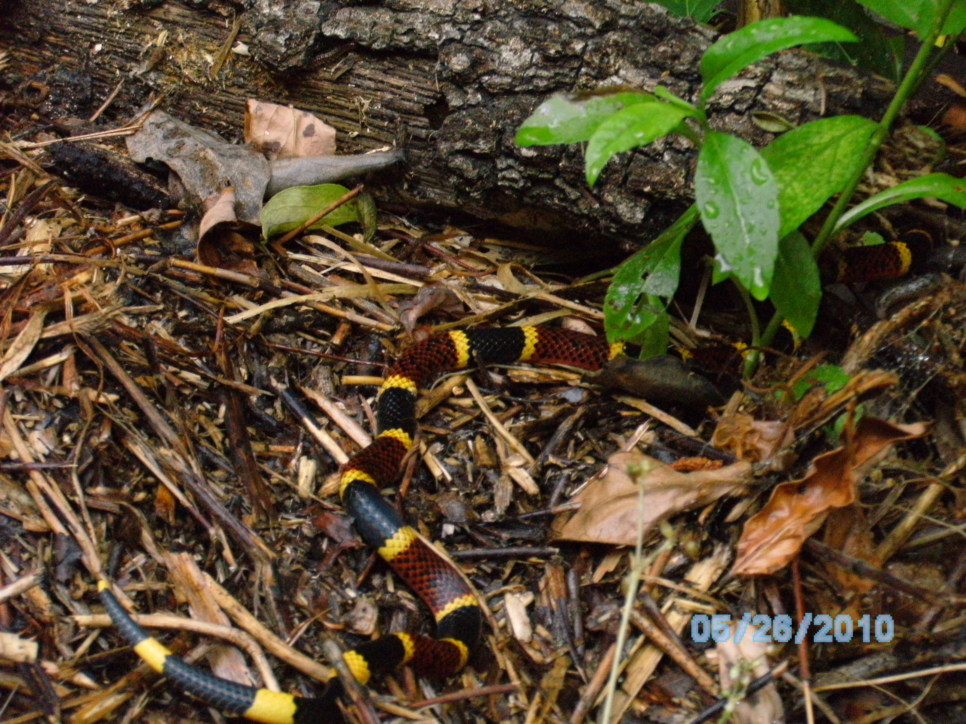 Corel Snake.JPG [1540 Kb]